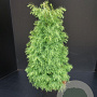 Cryptomeria j. 'Elegans' 60-80 cm 7,5L