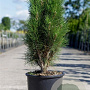 Pinus nigra 'Green Tower' 60-80 cm 15L