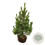 Pinus peuce 100-125 cm draadkluit extra