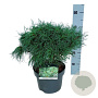 Pinus strobus 'Tiny Kurls' 30-40 cm 4,5L