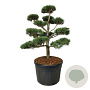 Pinus sylvestris 125-150 cm cont. 180L bonsai