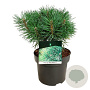 Pinus sylv. Blue Pearl 25-30 cm