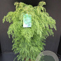 Cryptomeria j. 'Elegans Viridis' 60-80 cm 7,5L