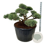 Pinus sylv. 'Repens' 125-150 cm cont. 285L bonsai