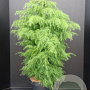 Cryptomeria j. 'Elegans Viridis' 80-100 cm 7,5L