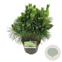 Pinus thunbergii 'Sayonara' 30-40 cm 4,5L