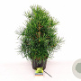 Sciadopitys verticillata 40-50 cm 7,5L