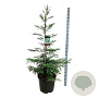 Sequoia semp. 'Steel Blue' 150-175 cm cont. 55L extra