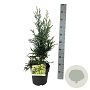 Sequoia s. 'Adpressa' 50-60 cm 6L