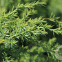 Juniperus chin. 'Blue Alps' 125-150 cm met kluit