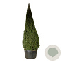 Taxus baccata 400-450 cm cont. 500L piramide