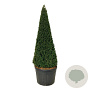 Taxus baccata 200-225 cm cont. 180L Pir. op stam