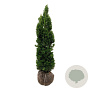 Taxus media 'Viridis' 120-140 cm met kluit extra