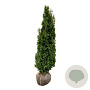 Thuja occ. 'Degroot's Spire' 140-160 cm met kluit extra