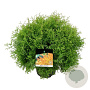 Thuja occ. Fire Chief 40-50 cm 6L