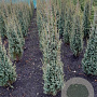 Juniperus comm. 'Sentinel' 60-80 cm met kluit
