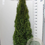 Thuja occ. 'Smaragd' 180-200 cm met kluit