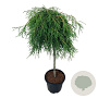 Thuja pl. 'Kager's Beauty' 80 cm stam 15L