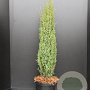 Juniperus comm. 'Sentinel' 80-100 cm 7,5L