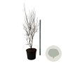 Cornus Aurora 225-250 cm cont. 90L Pir. op stam extra