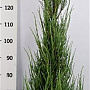 Juniperus s. 'Blue Arrow' 150-175 cm 15L