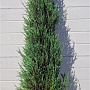 Juniperus s. 'Blue Arrow' 175-200 cm met kluit