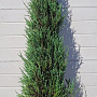 Juniperus s. 'Blue Arrow' 175-200 cm met kluit