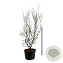 Cornus k. 'China Girl' 225-250 cm cont. 230L solitair