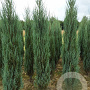 Juniperus s. 'Blue Arrow' 200-225 cm met kluit