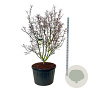 Cornus k. 'Schmetterling' 175-200 cm cont. 230L solitair