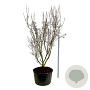 Cornus k. 'Schmetterling' 225-250 cm cont. 285L solitair