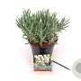 Lavandula intermedia 'Exceptional' 20-25 cm 3,0L