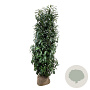 Prunus l. Elly 200-225 cm met kluit extra