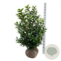 Prunus l. Kleopatra 100-125 cm met kluit extra