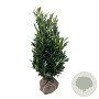 Prunus l. Renault Ace 125-150 cm met kluit