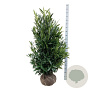 Prunus l. Renault Ace 125-150 cm met kluit extra