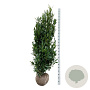 Prunus l. Renault Ace 175-200 cm met kluit extra