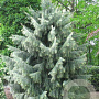 Picea breweriana 30-40 cm 5,0L