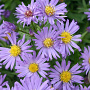 Aster (D) 'Blauer Gletscher' GM P9