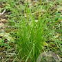 Carex bromoides GM P9