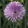 Allium ledebourianum GM P9