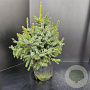 Picea omorika 'Nana' 40-50 cm 7,5L