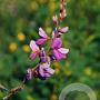Desmodium canadense GM P9 BIO