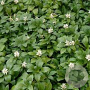 Pachysandra term. 'Green Carpet' GM P9 BIO