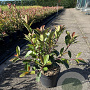 Photinia fraseri 'Red Robin' 40-50 cm 5,0L