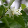 Styrax officinalis GM P9 BIO