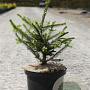 Picea orientalis 'Aureospicata' 30-40 cm 5,0L