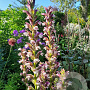 Acanthus mollis GM P9 BIO