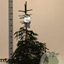 Picea orientalis 'Aureospicata' 60-80 cm 10L