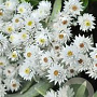 Anaphalis tripl. 'Sommerschnee' GM P9 BIO